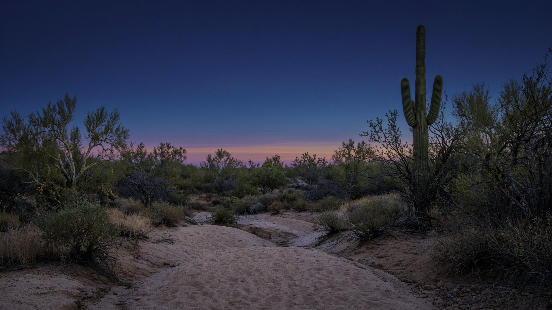 A Sonoran Desert wash at blue hour, one saguaro against leftover peach light